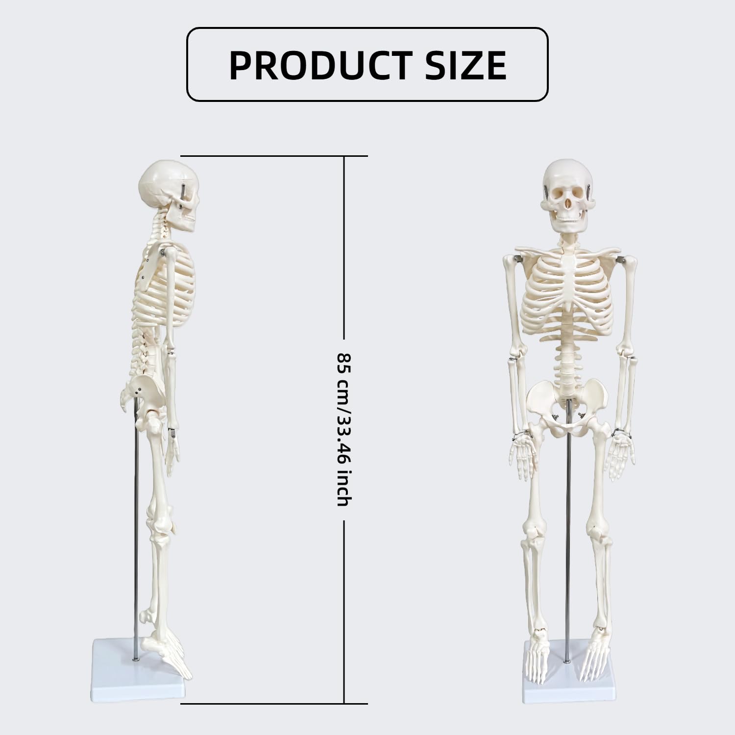 Human Skeleton Model for Anatomy, 33.4" Skeleton Model with Metal Stand | 1/2 Life Size Anatomical Skeleton with
