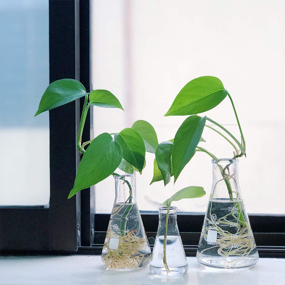 Glass Erlenmeyer Flask Set 50ml 150ml and 250ml, Narrow Mouth Graduated Flasks, 3.3 Borosilicate Glass, Ideal for