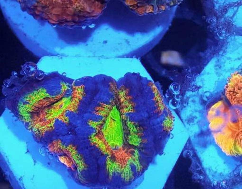 Big Size Ceramic Coralline Coral Frag Plugs Coral frag Plate Base