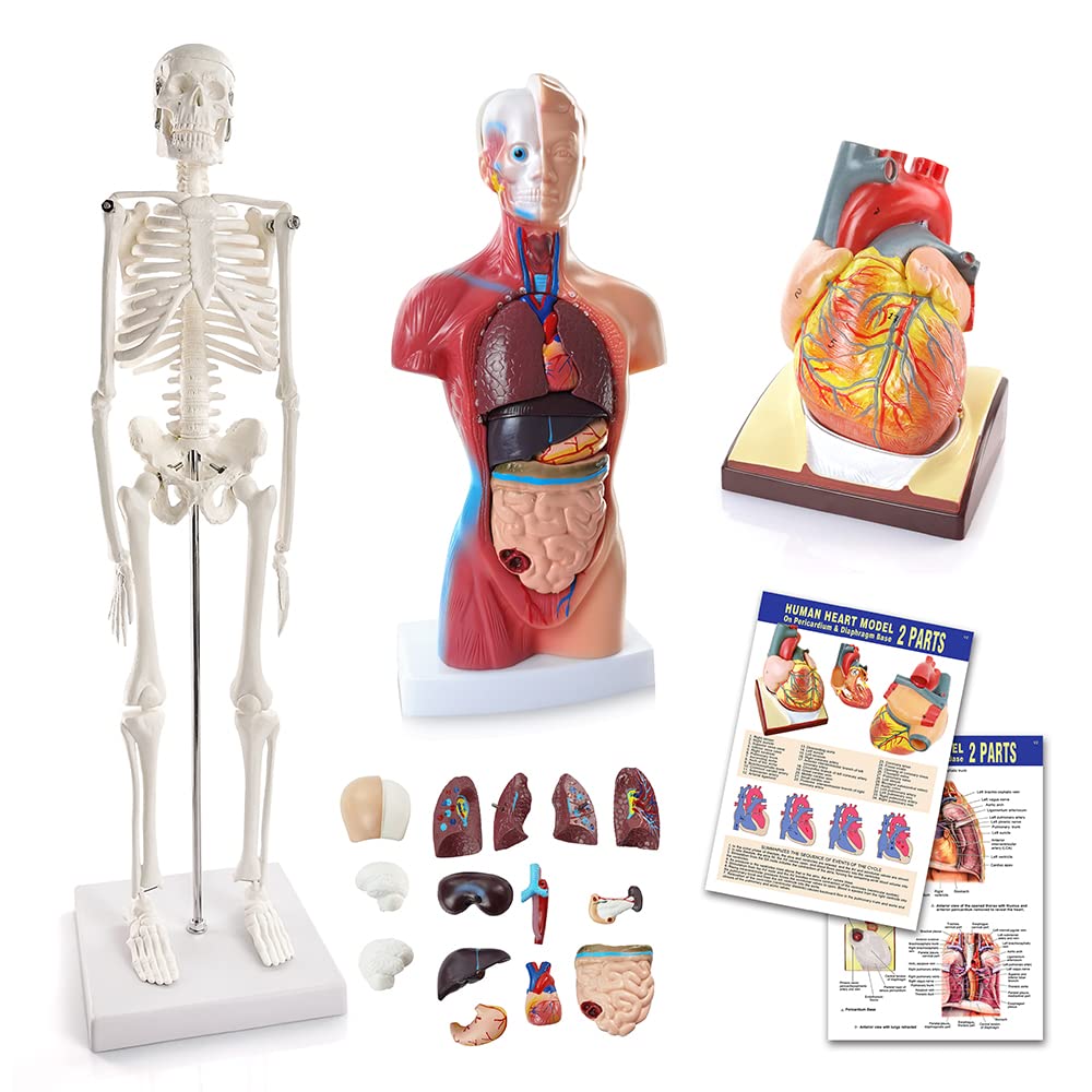 Anatomy Model Bundle Set of 3 - Human Body, Heart, Torso & Skeleton | Carrying Case, Hands-On 3D Model Study Tools