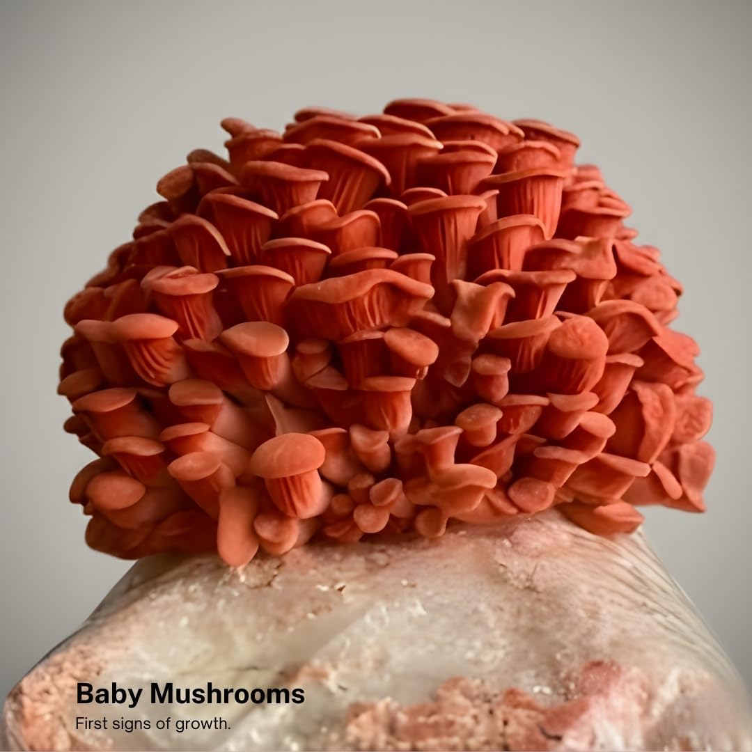 Pink Oyster Mushroom Grow Kit, Ready to Grow Indoors