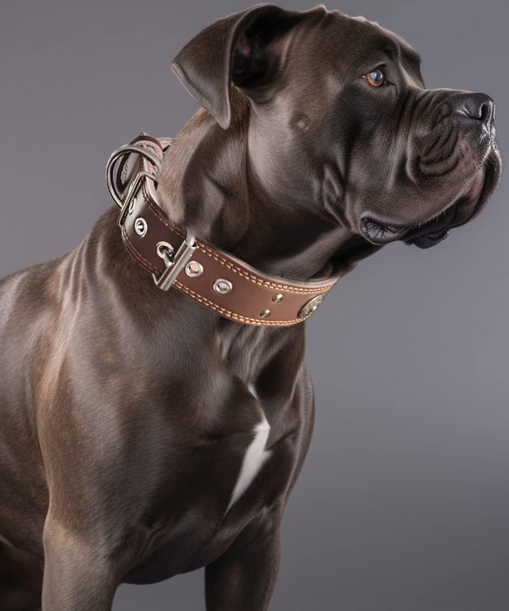 Genuine Leather Dog Collar for Large Dogs,2 in Wide Heavy Duty,BN-M