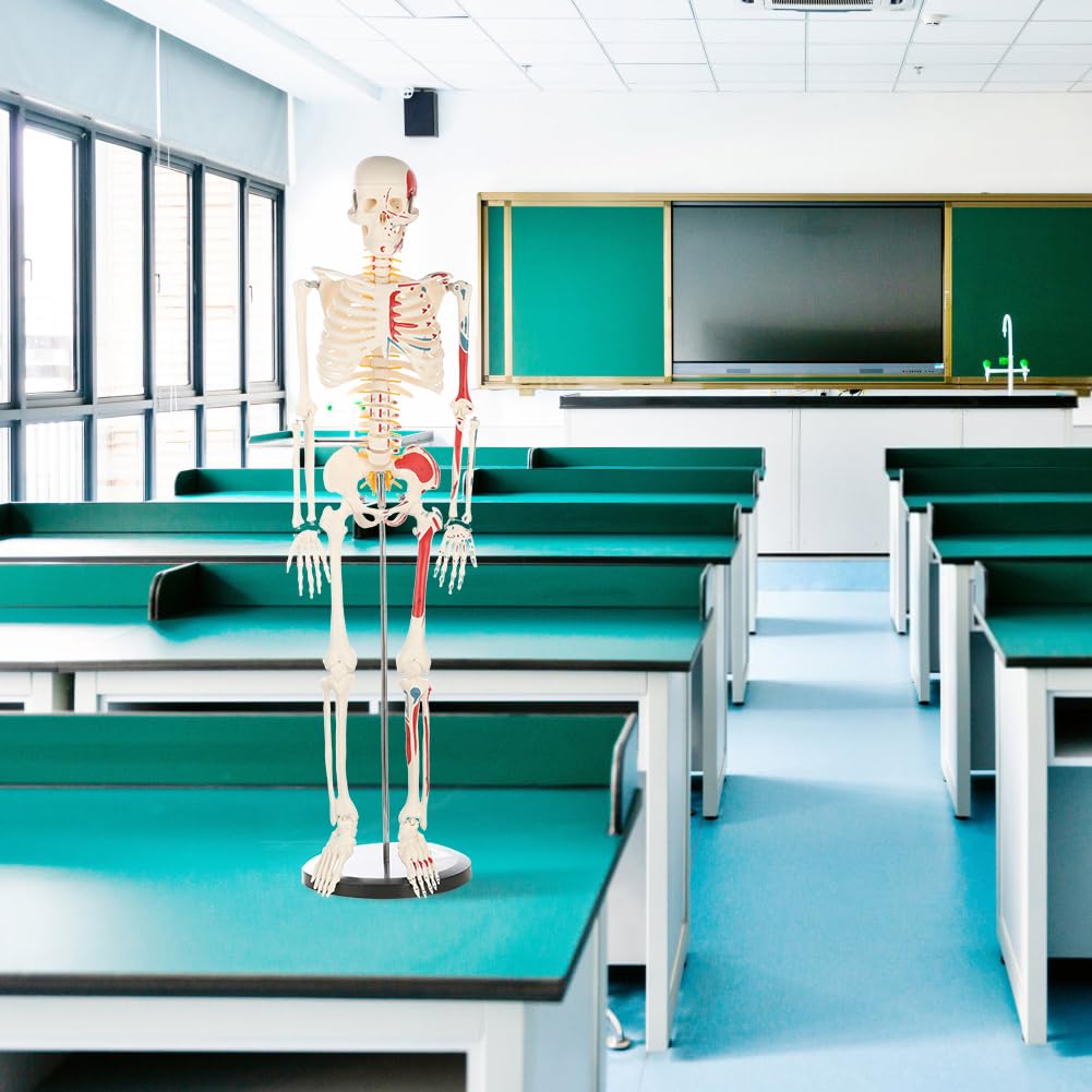 Human Skeleton Model for Anatomy: Metal Stand & Removable Joints | Painted and Numbered Muscle Insertion and Origin