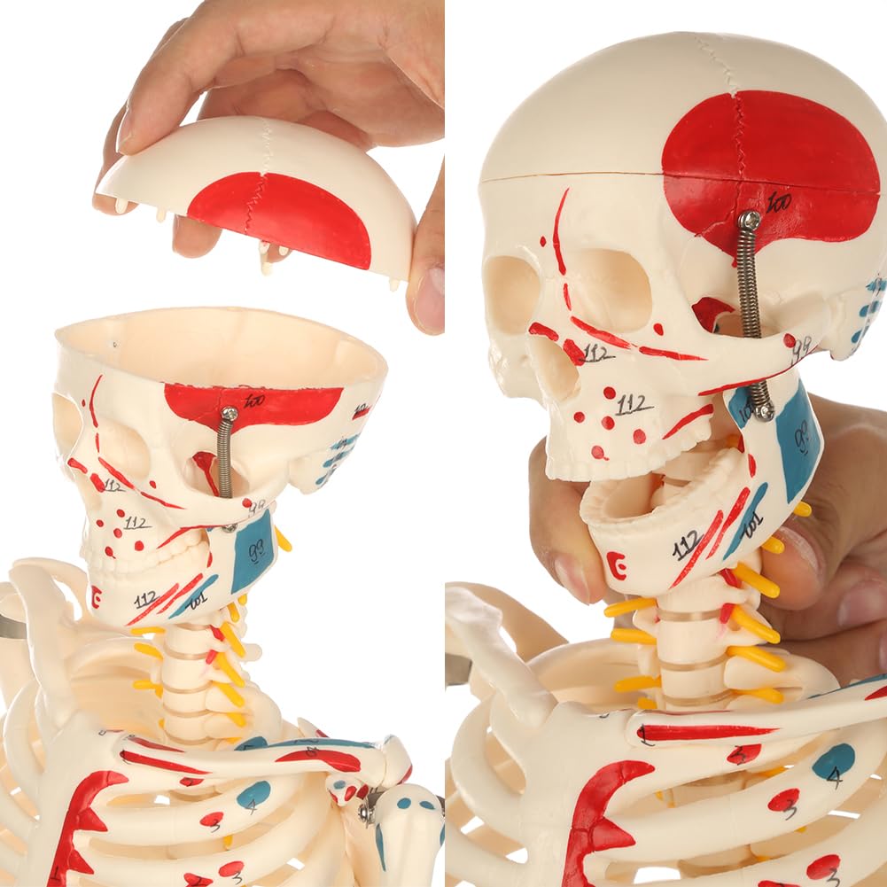 Human Skeleton Model for Anatomy: Metal Stand & Removable Joints | Painted and Numbered Muscle Insertion and Origin