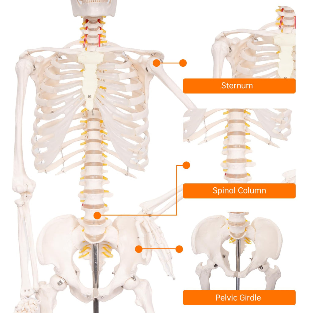70.8" Human Skeleton Model for Anatomy, Nervous System & Charts, Stand | Full Size Posable Skeleton, Includes Nervous