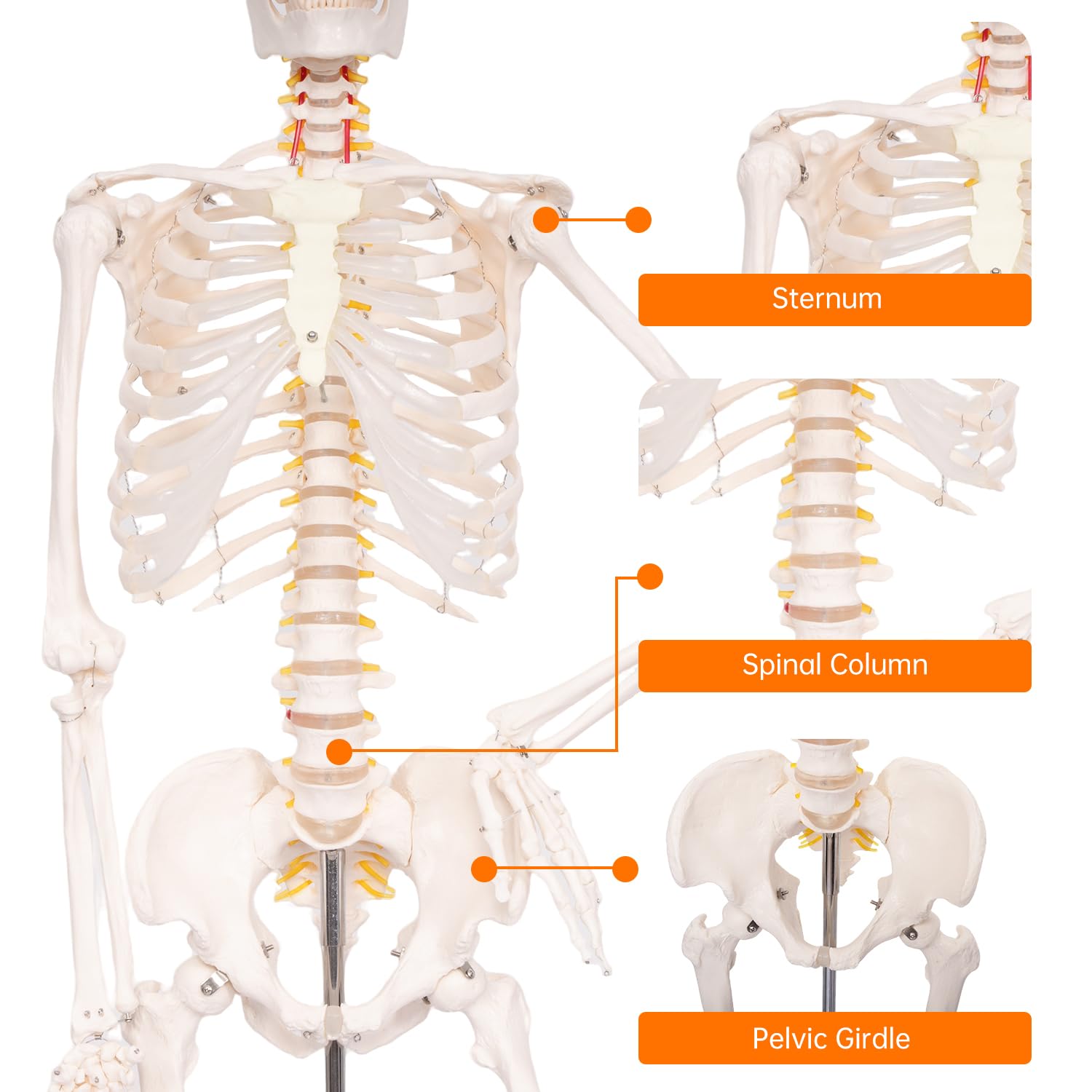 70.8" Human Skeleton Model for Anatomy, Nervous System & Charts, Stand | Full Size Posable Skeleton, Includes Nervous