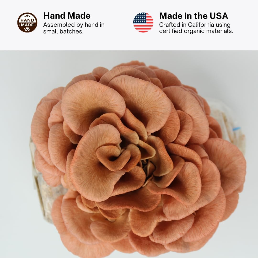 Pink Oyster Mushroom Grow Kit, Ready to Grow Indoors