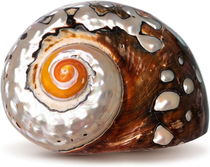 Hermit Crab Shells | Turbo Shells | African Sarmaticus Turbo Shell 2"-2.5" | Shell Opening Size 1”-1.25” | Hermit