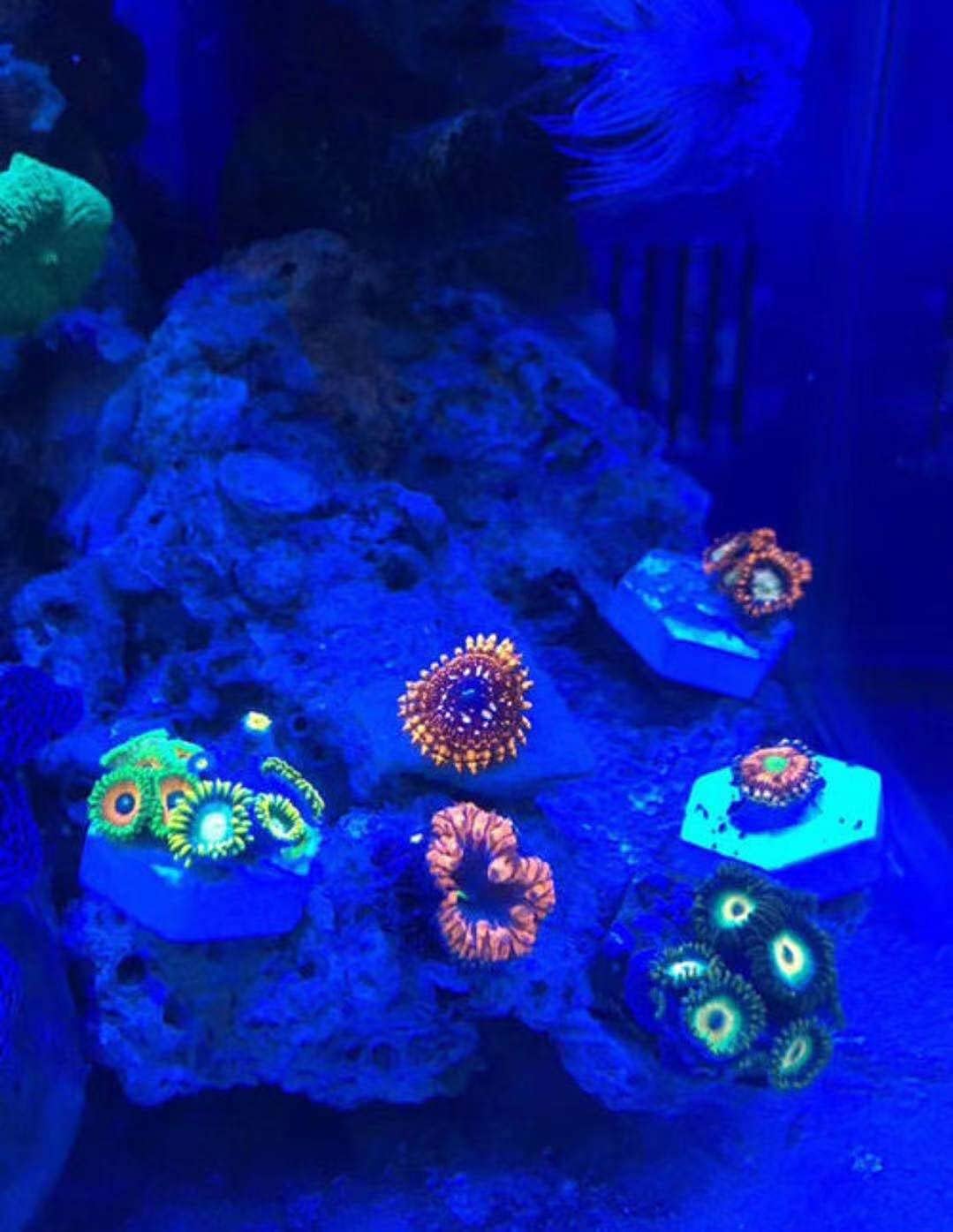 Big Size Ceramic Coralline Coral Frag Plugs Coral frag Plate Base