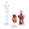 Human Heart & Body Torso & Skeleton Anatomy Model - Anatomical Assembly Model of Human Organs Mini Human Skeleton