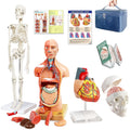 Human Body, Skeleton, Heart, Half Size Skull with Brain Models | EVOTECH SCIENTIFIC Best Anatomy Model Bundle Set of