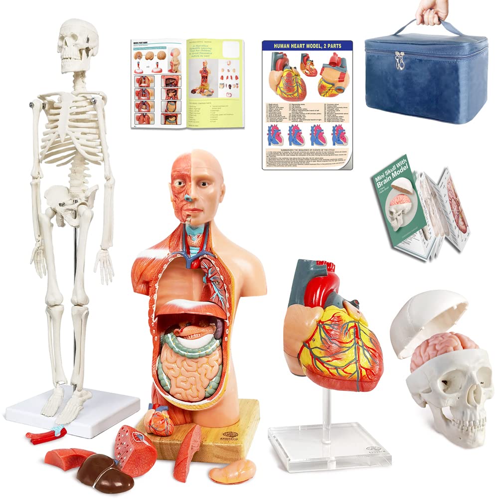 Human Body, Skeleton, Heart, Half Size Skull with Brain Models | EVOTECH SCIENTIFIC Best Anatomy Model Bundle Set of