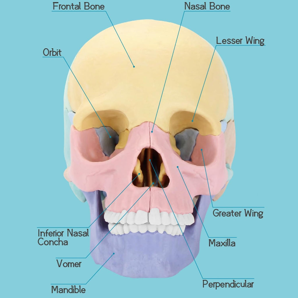 Human Skull Anatomy Model, 17-Part Puzzle with Flash Cards | 10 Knowledge Flash Cards, Detachable Palm-Sized Mini