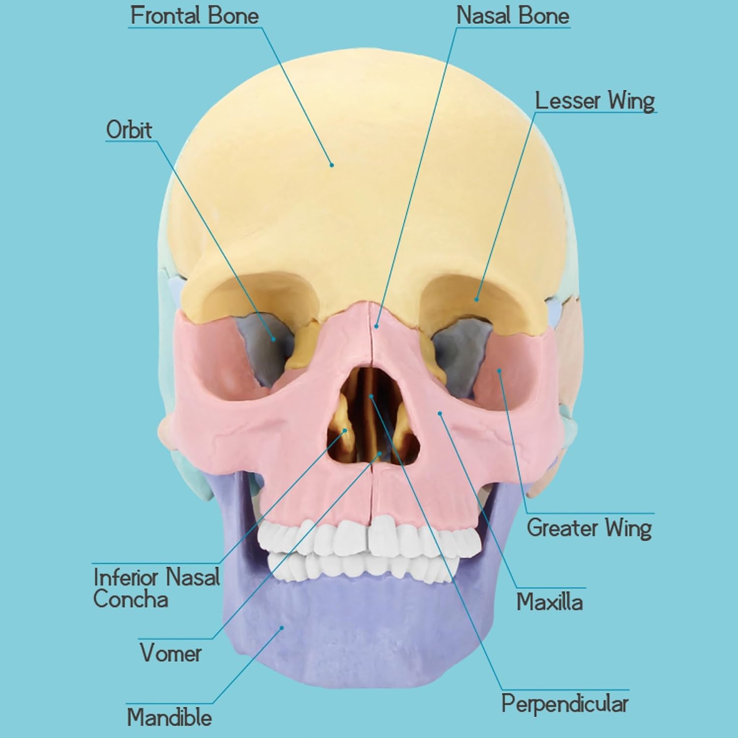 Human Skull Anatomy Model, 17-Part Puzzle with Flash Cards | 10 Knowledge Flash Cards, Detachable Palm-Sized Mini