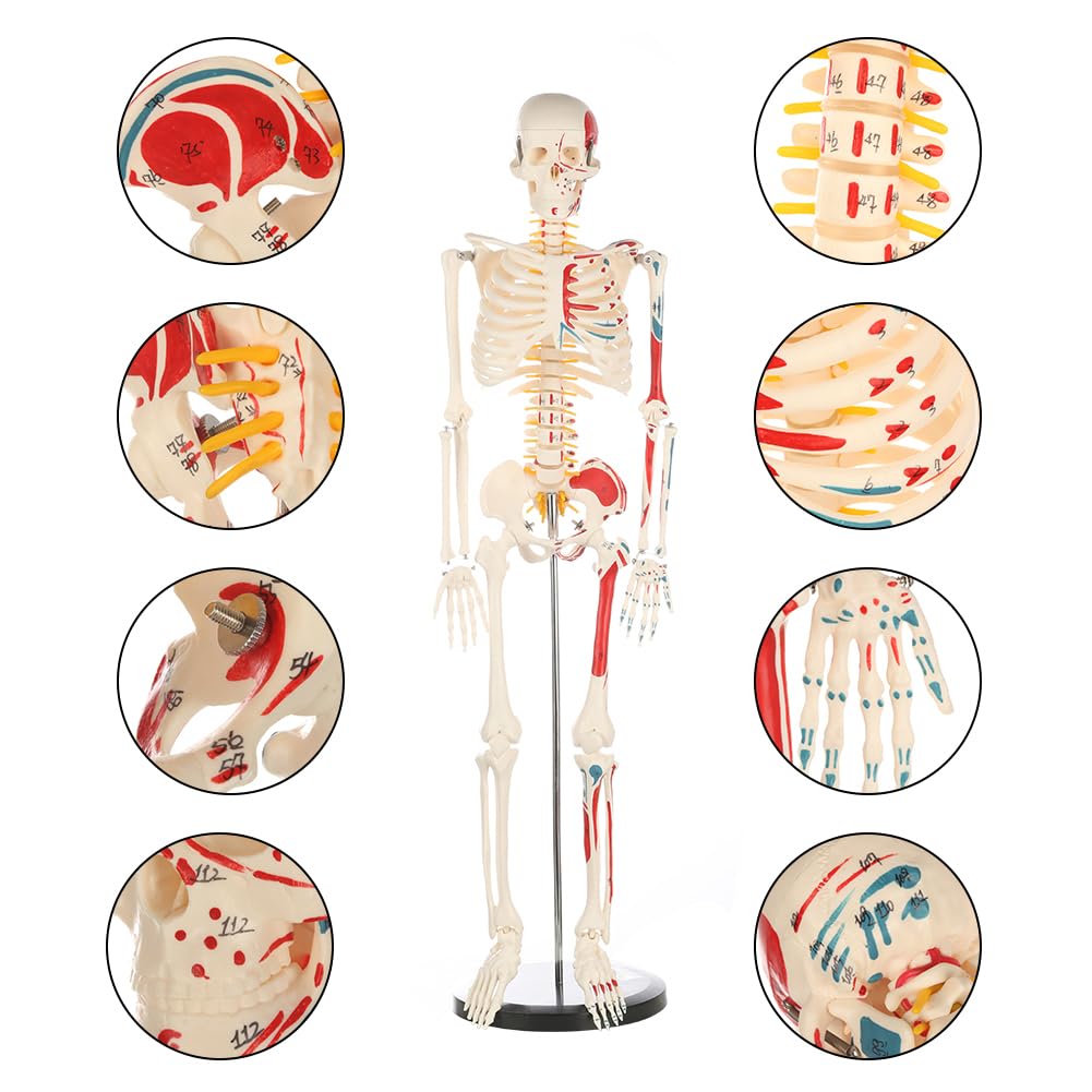 Human Skeleton Model for Anatomy: Metal Stand & Removable Joints | Painted and Numbered Muscle Insertion and Origin