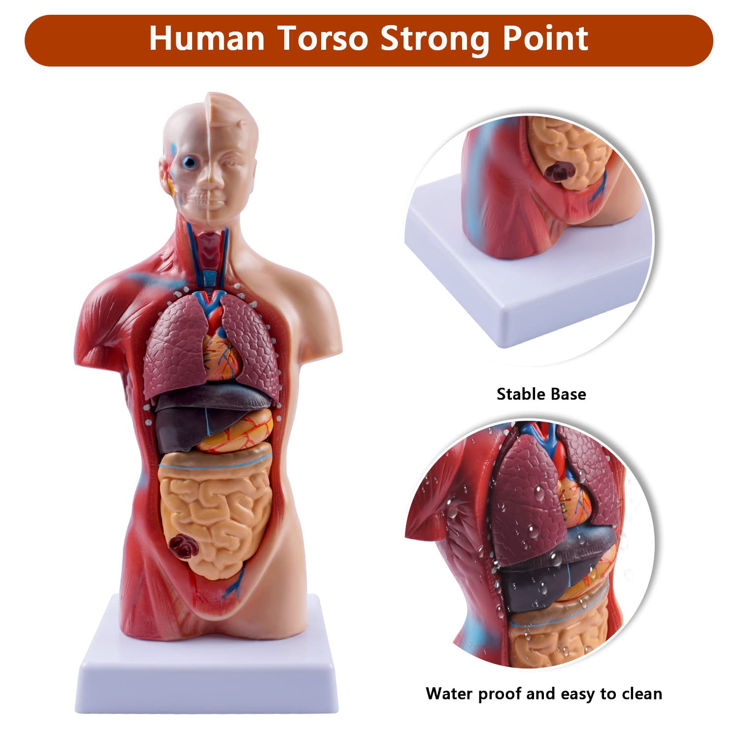 10.5inch Medical Torso Human Body Model Anatomy Doll 15 Removable Parts Education Organs Model for Teaching Study
