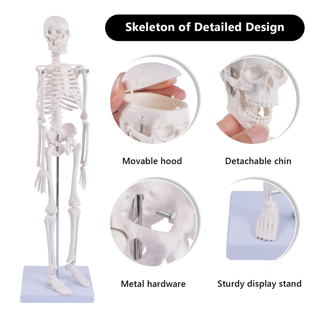 Human Skeleton Model for Anatomy: Scientific Model with Movable Arms, Legs & Display Stand - 17" Mini Human Skeleton