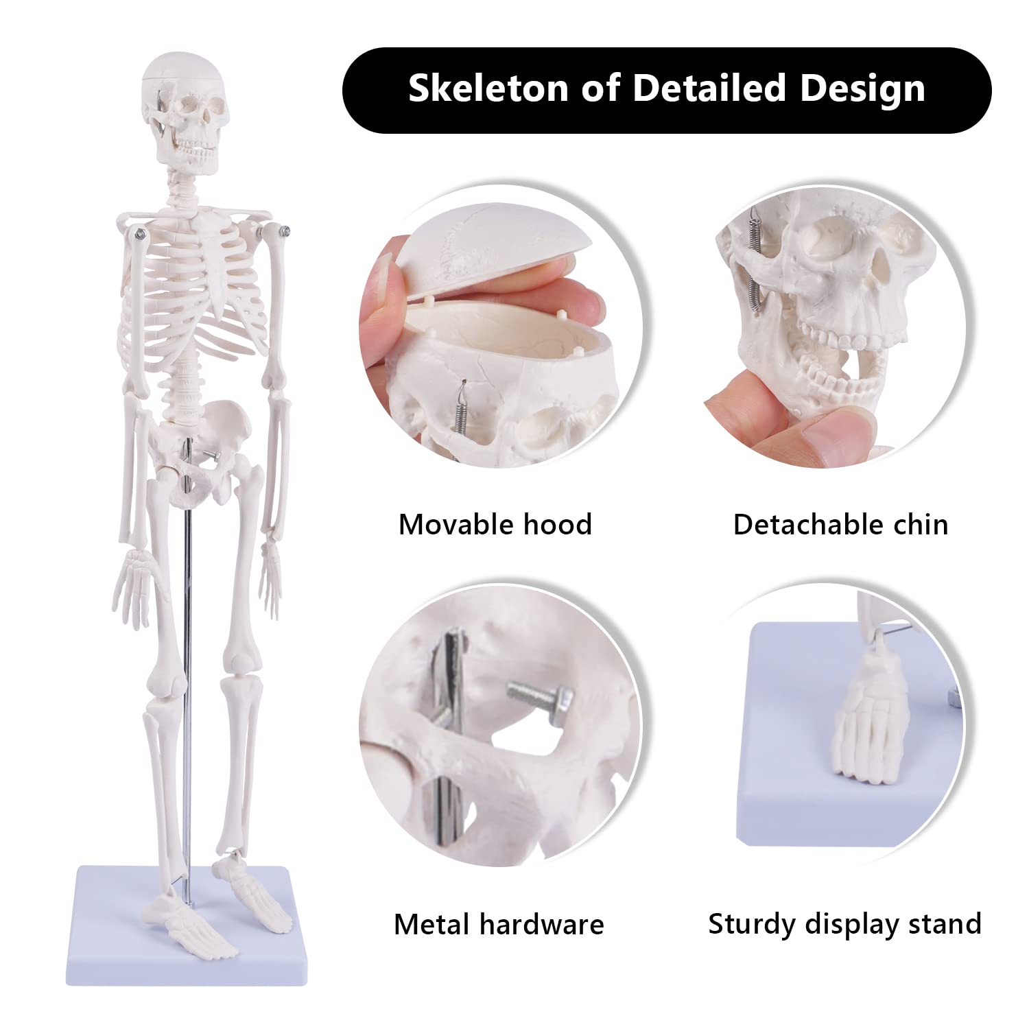 Human Skeleton Model for Anatomy: Scientific Model with Movable Arms, Legs & Display Stand - 17" Mini Human Skeleton