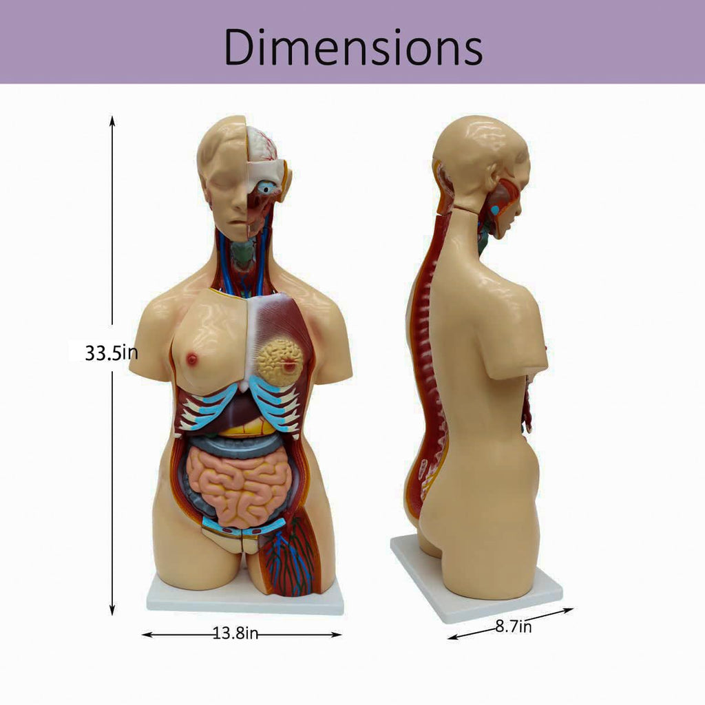 Anatomical Human Torso Body Model with 23 Removable Organs Parts 33.5in Life Size with Heart Head Skull Brain