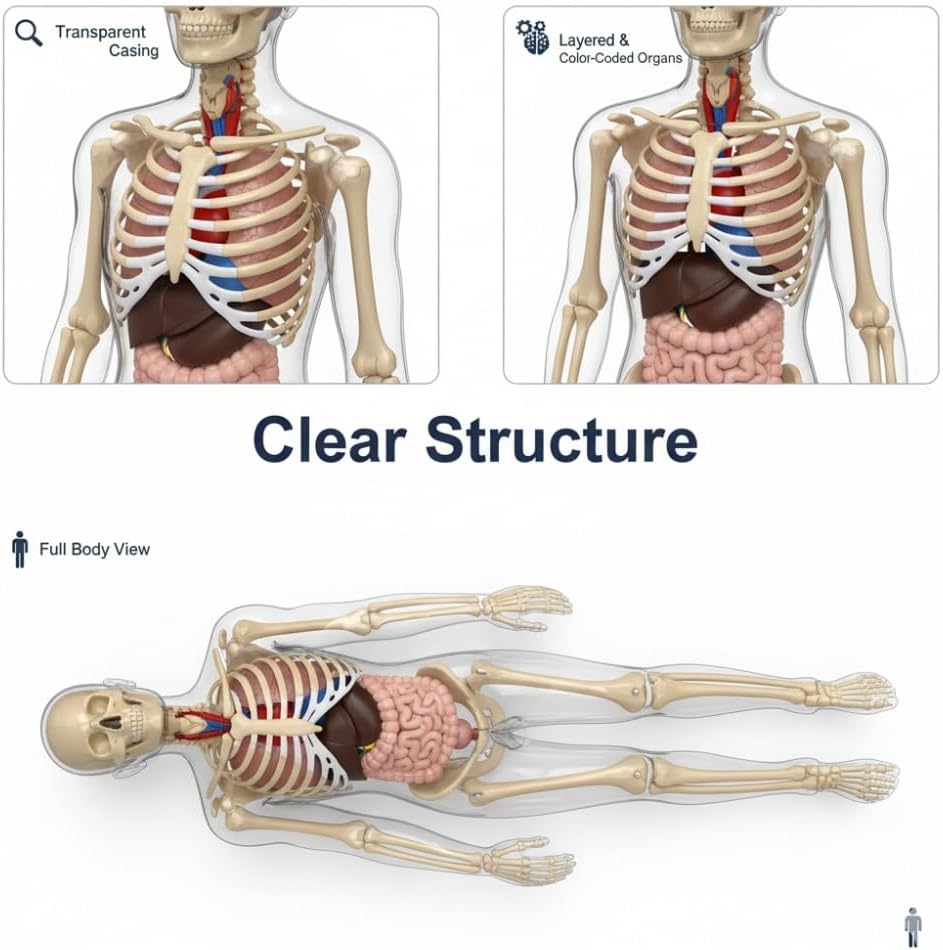 Clear Human Body Structure Model - Max 43-Piece Set, Removable Organs Bones & Transparent, DIY Assembled Human Torso