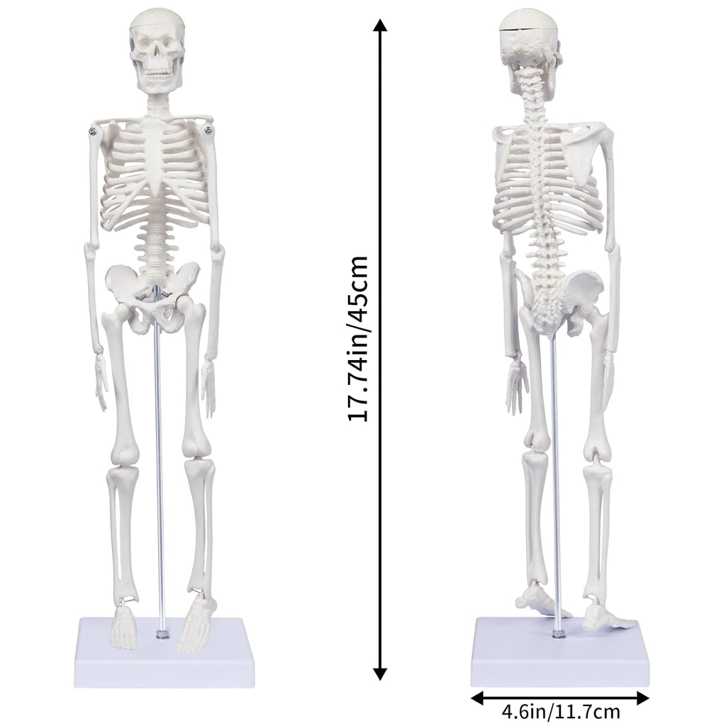 Human Skeleton Model for Anatomy: 17"H Mini Human Body Model with Movable Arms, Legs & Sturdy Stand, Scientific Bone