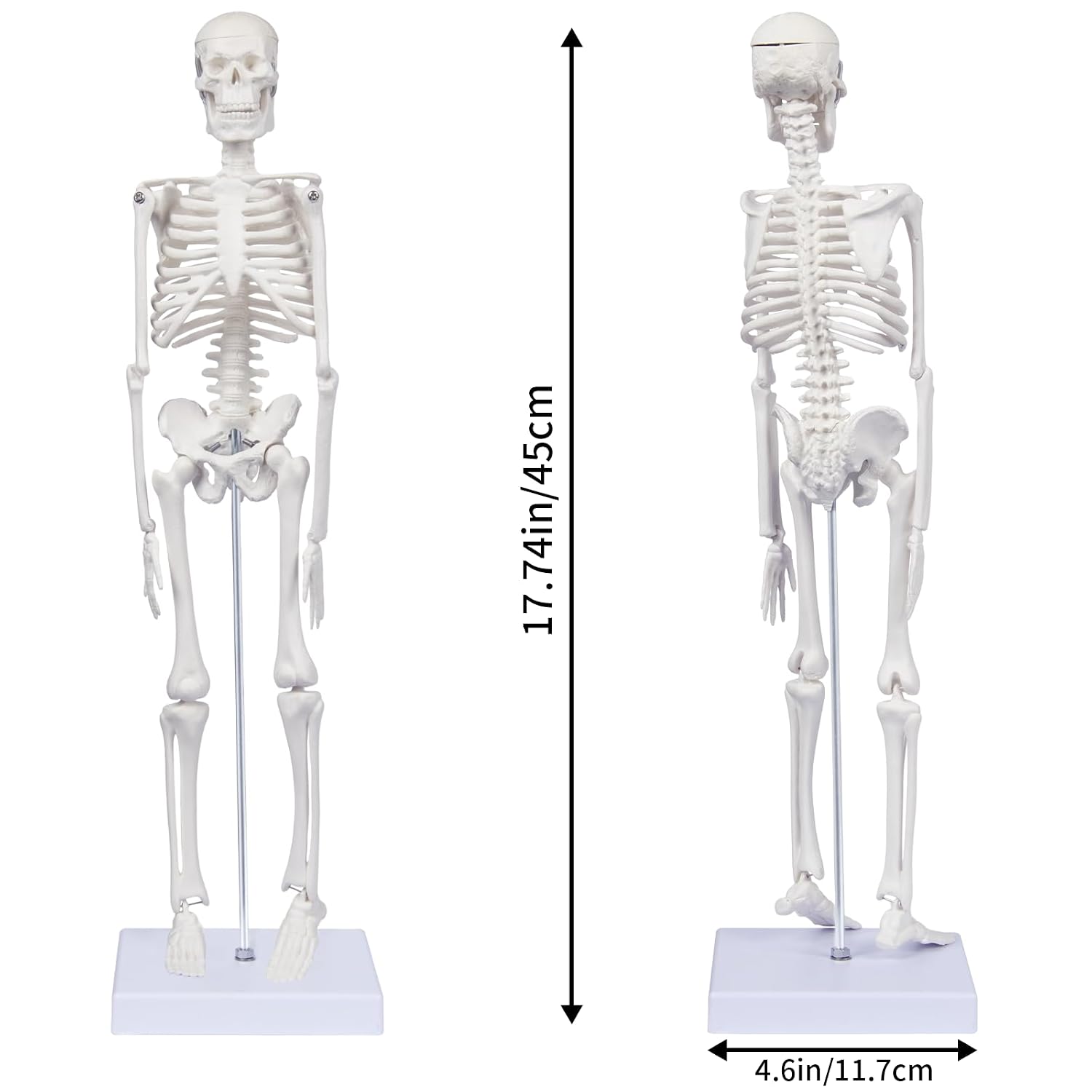 Human Skeleton Model for Anatomy: 17"H Mini Human Body Model with Movable Arms, Legs & Sturdy Stand, Scientific Bone