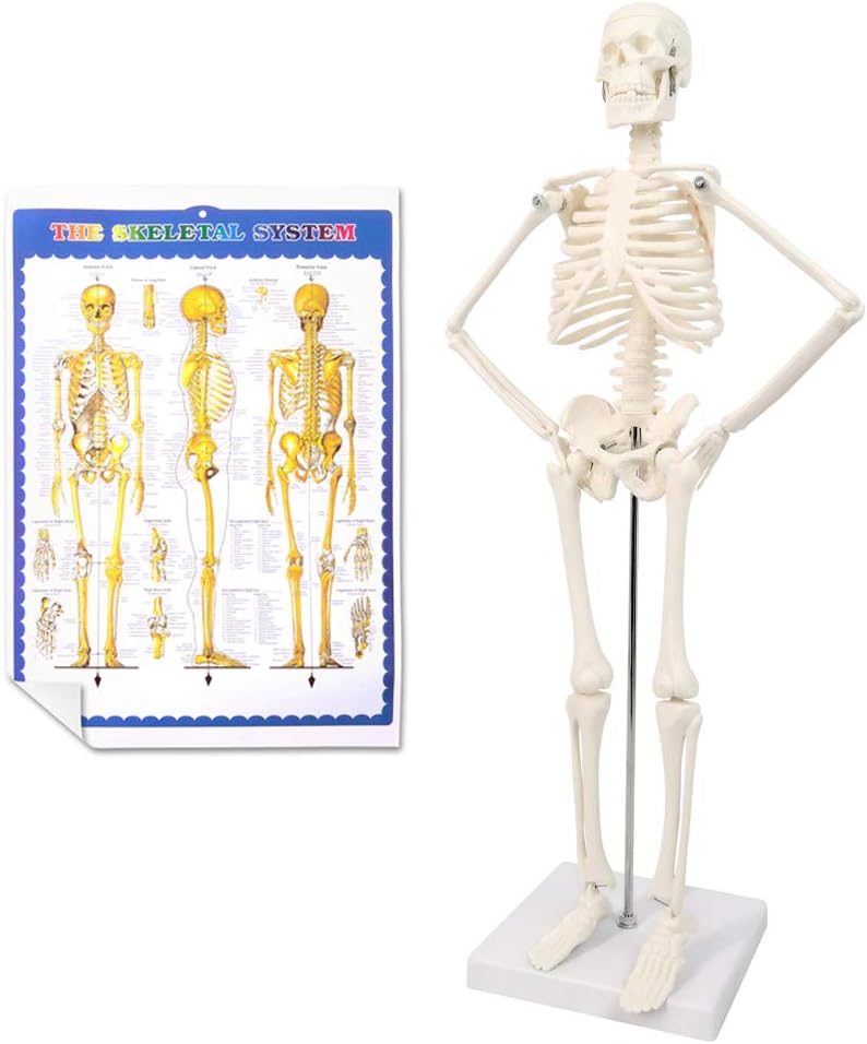 17.7“ Human Skeleton Model for Anatomy,Movable Arms Legs Bones Structures,Whole Spine Ribs Skeleton Model,Suitable