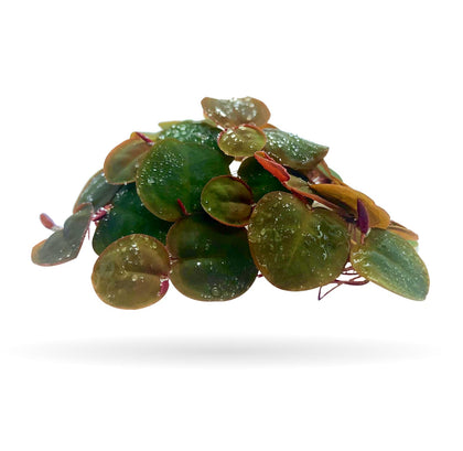 60+ Leaves Red Root Floaters Live Floating Plants for Aquarium (Phyllanthus Fluitans)…