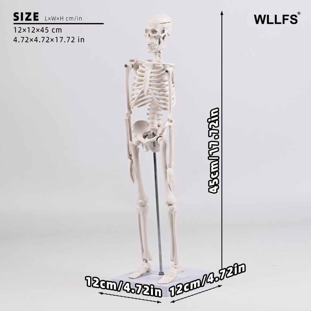 17.72 Inch Mini Skeleton Anatomy Model,Realistic Human Skeleton Model with Movable Arms and Legs, Scientific