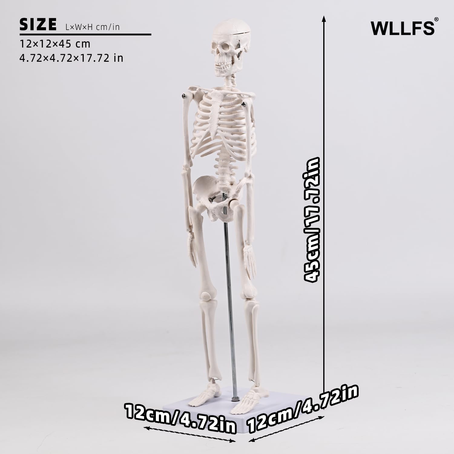 17.72 Inch Mini Skeleton Anatomy Model,Realistic Human Skeleton Model with Movable Arms and Legs, Scientific