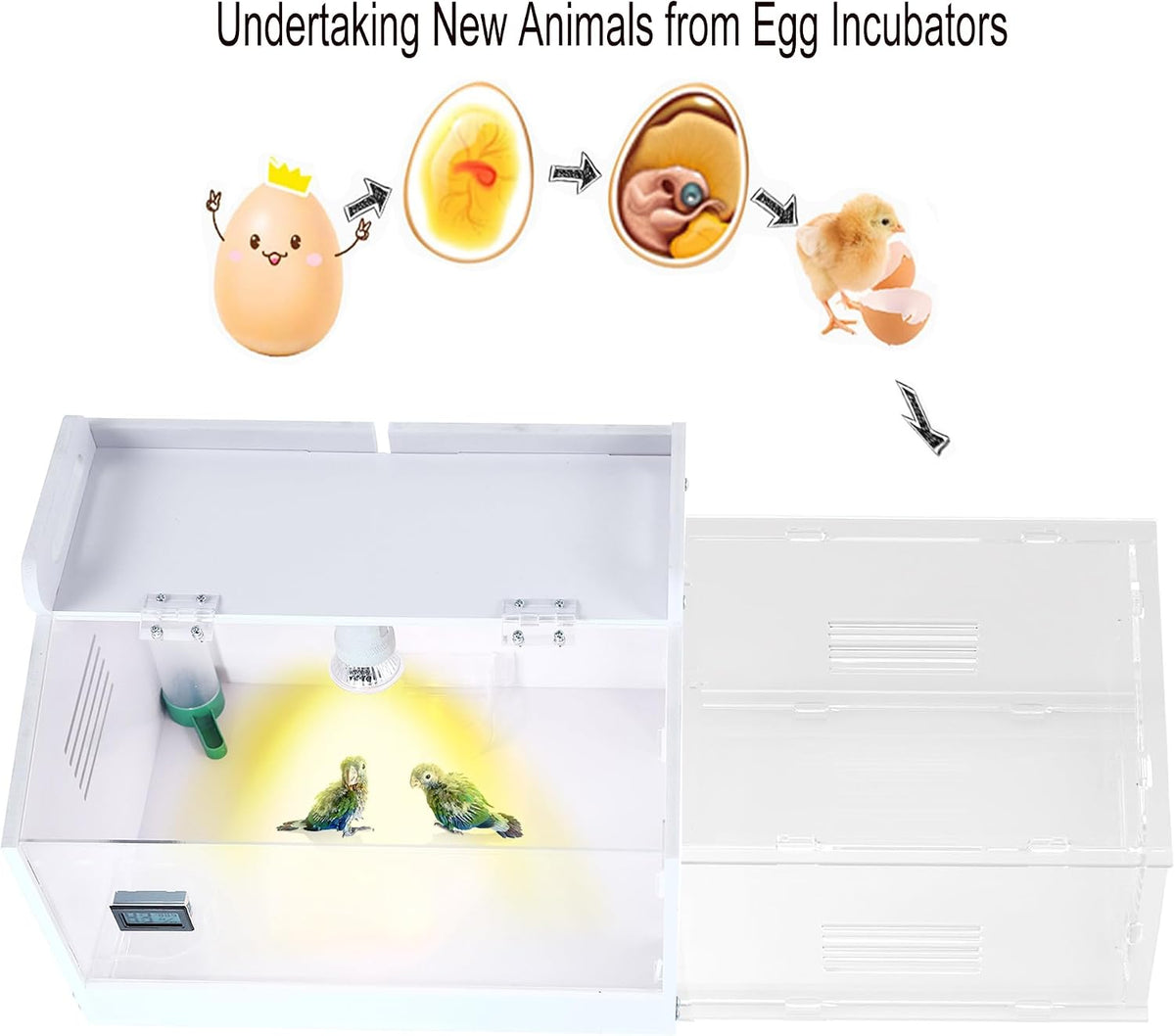 Iarge Scale Chick brooder Box Quail cage Egg Incubator Chicken brooder 20