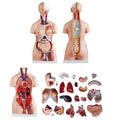 Anatomical Human Torso Body Model with 23 Removable Organs Parts 33.5in Life Size with Heart Head Skull Brain