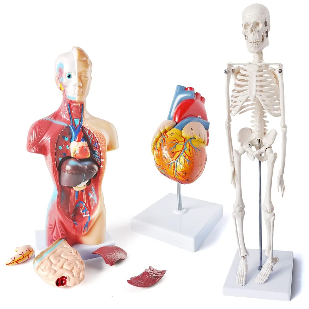 Medical Anatomy Model Set of 3-Human Torso Heart and Skeleton | Detachable Body Visceral Organs, Movable Arms and