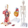 Medical Anatomy Model Set of 3-Human Torso Heart and Skeleton | Detachable Body Visceral Organs, Movable Arms and