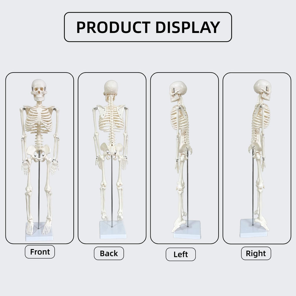 Human Skeleton Model for Anatomy, 33.4" Skeleton Model with Metal Stand | 1/2 Life Size Anatomical Skeleton with