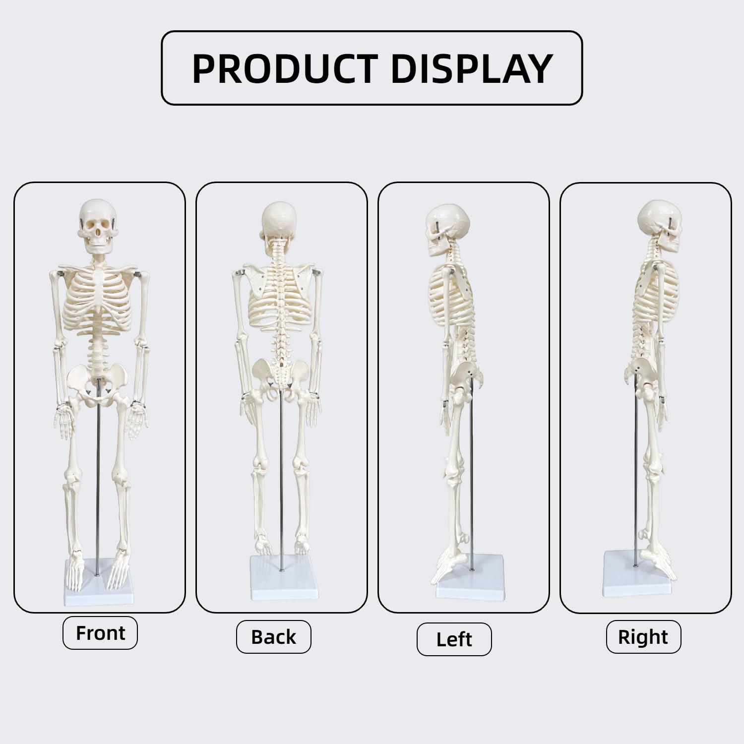 Human Skeleton Model for Anatomy, 33.4" Skeleton Model with Metal Stand | 1/2 Life Size Anatomical Skeleton with