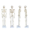 Human Skeleton Model for Anatomy, 33.4" Skeleton Model with Metal Stand | 1/2 Life Size Anatomical Skeleton with