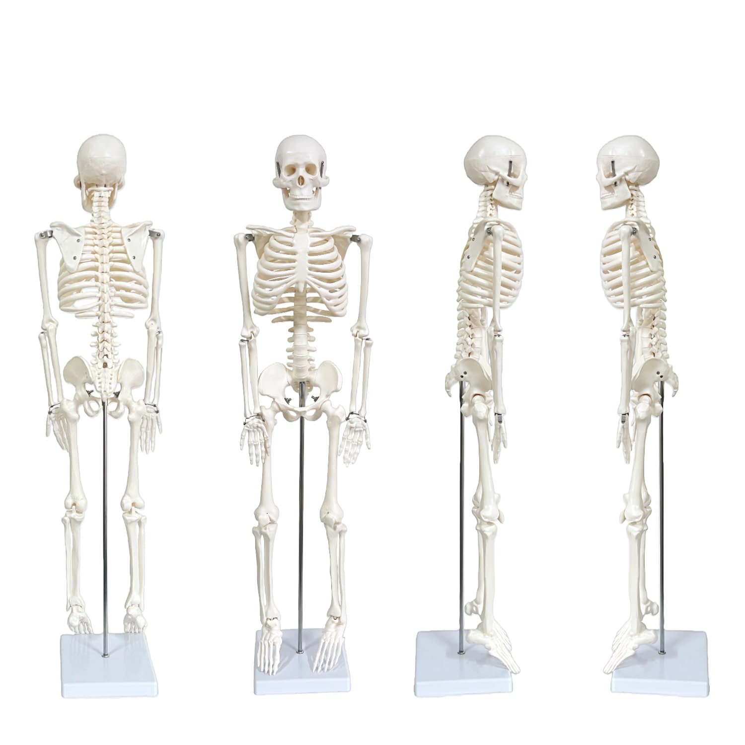 Human Skeleton Model for Anatomy, 33.4" Skeleton Model with Metal Stand | 1/2 Life Size Anatomical Skeleton with