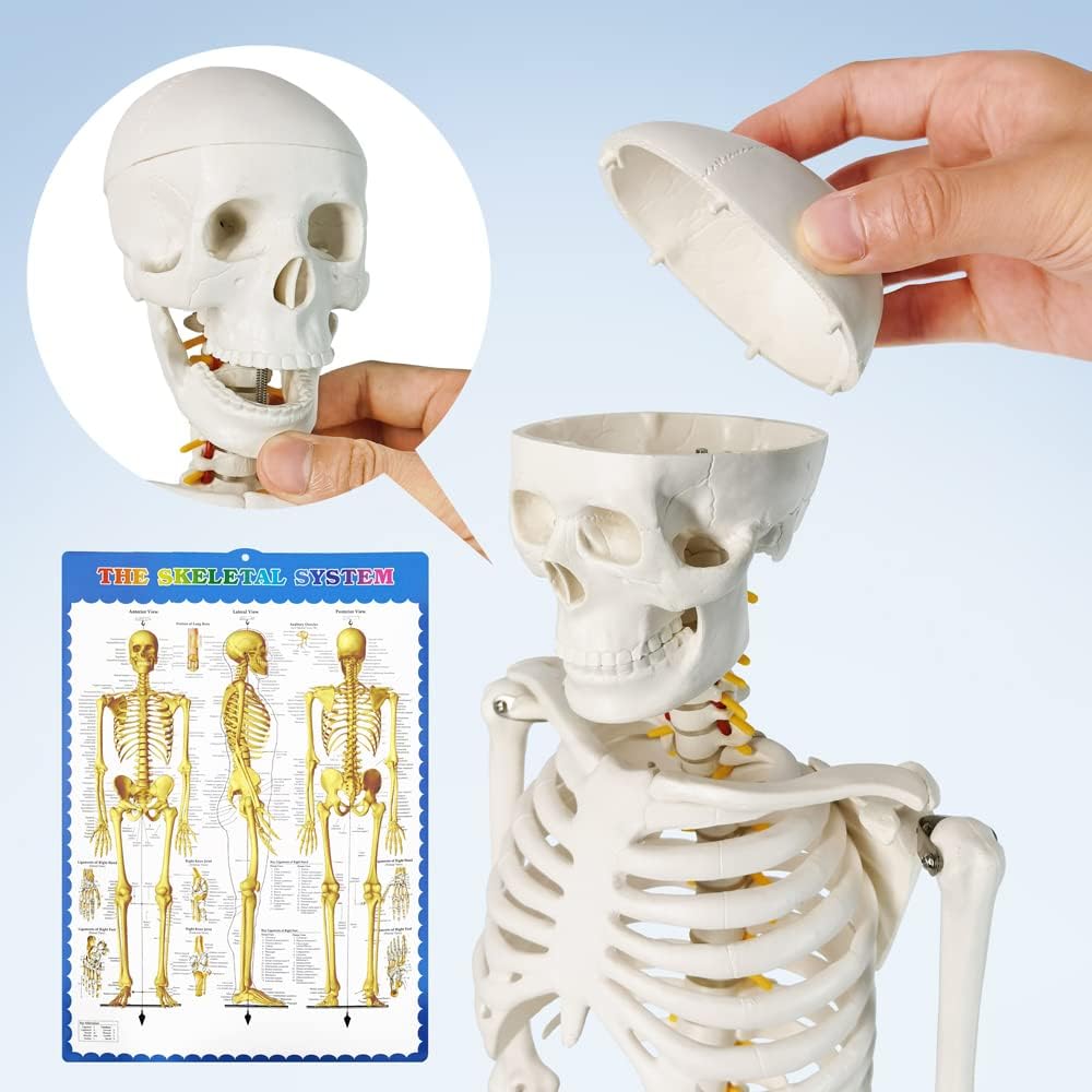 Human Skeleton Model for Anatomy 34” Tall Life Size Skeleton with Detachable Metal Base for Classroom Teaching and