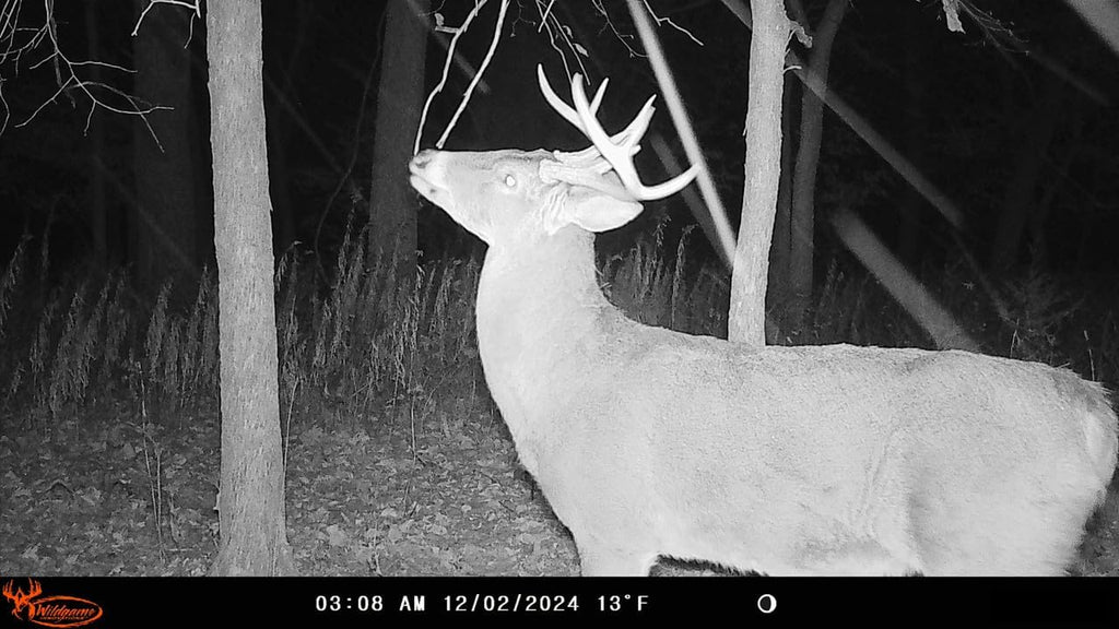 Insite-V Cellular Trail Camera 32 MP, 80ft Detection