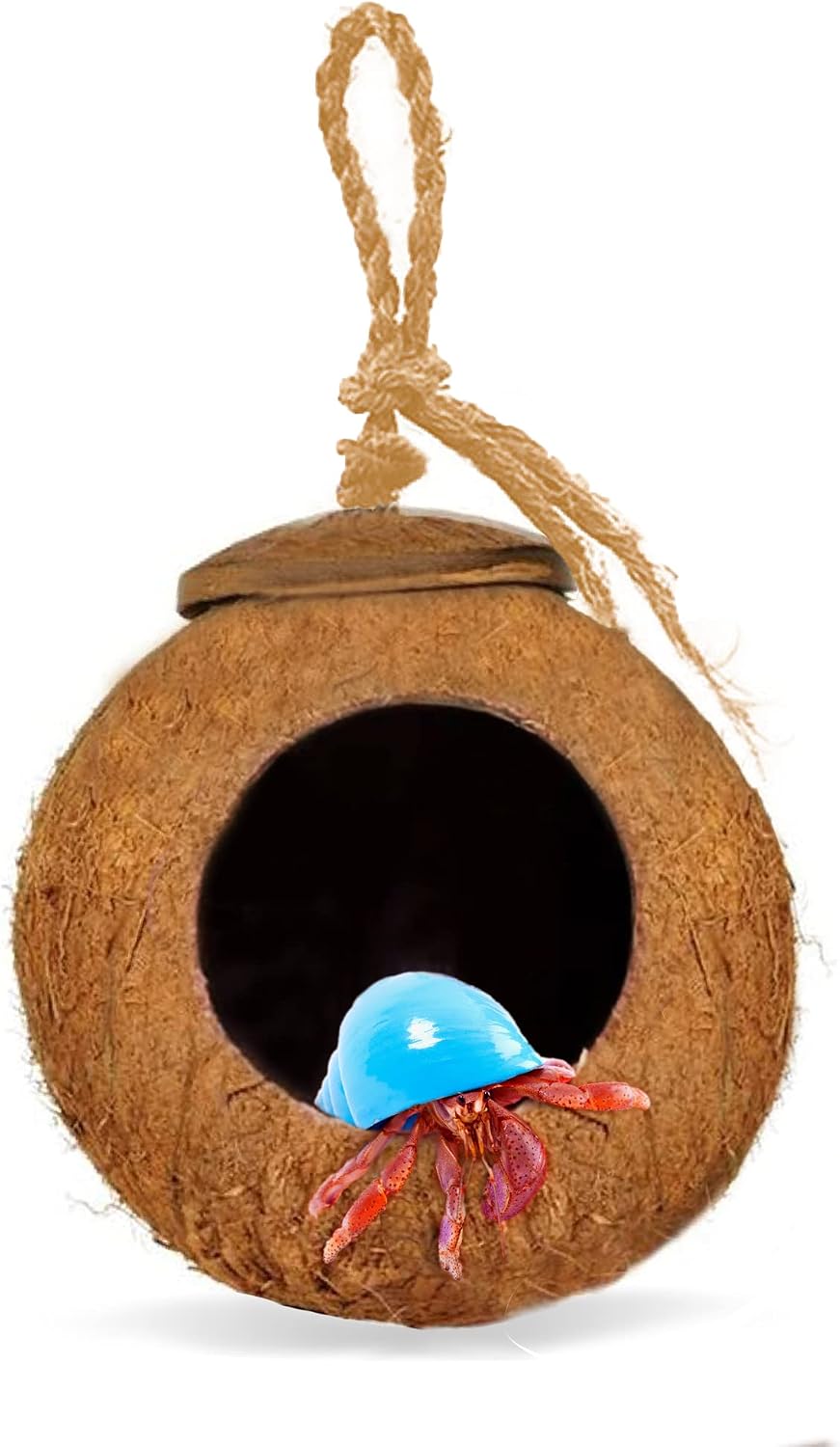 Leopard Gecko Coco Hut, Gecko Climbing Accessories, Raw Coconut Shell Reptile Hide, Terrarium Habitat Décor, 2.5”