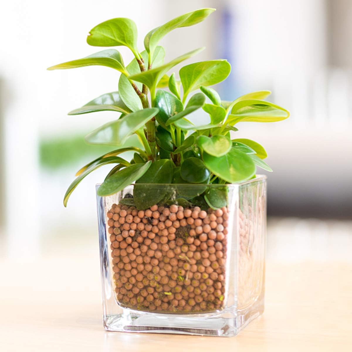 Clay Pebbles Gardening Ceramsite Orchid Hydroponic Grow Media Clay Rocks Drainage Water Purification Ceramsite Decor