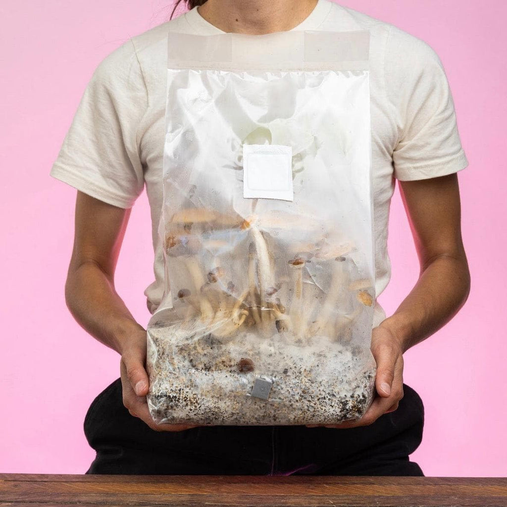 ShroomTek All-in-One Mushroom Grow Bag, 4-Pack