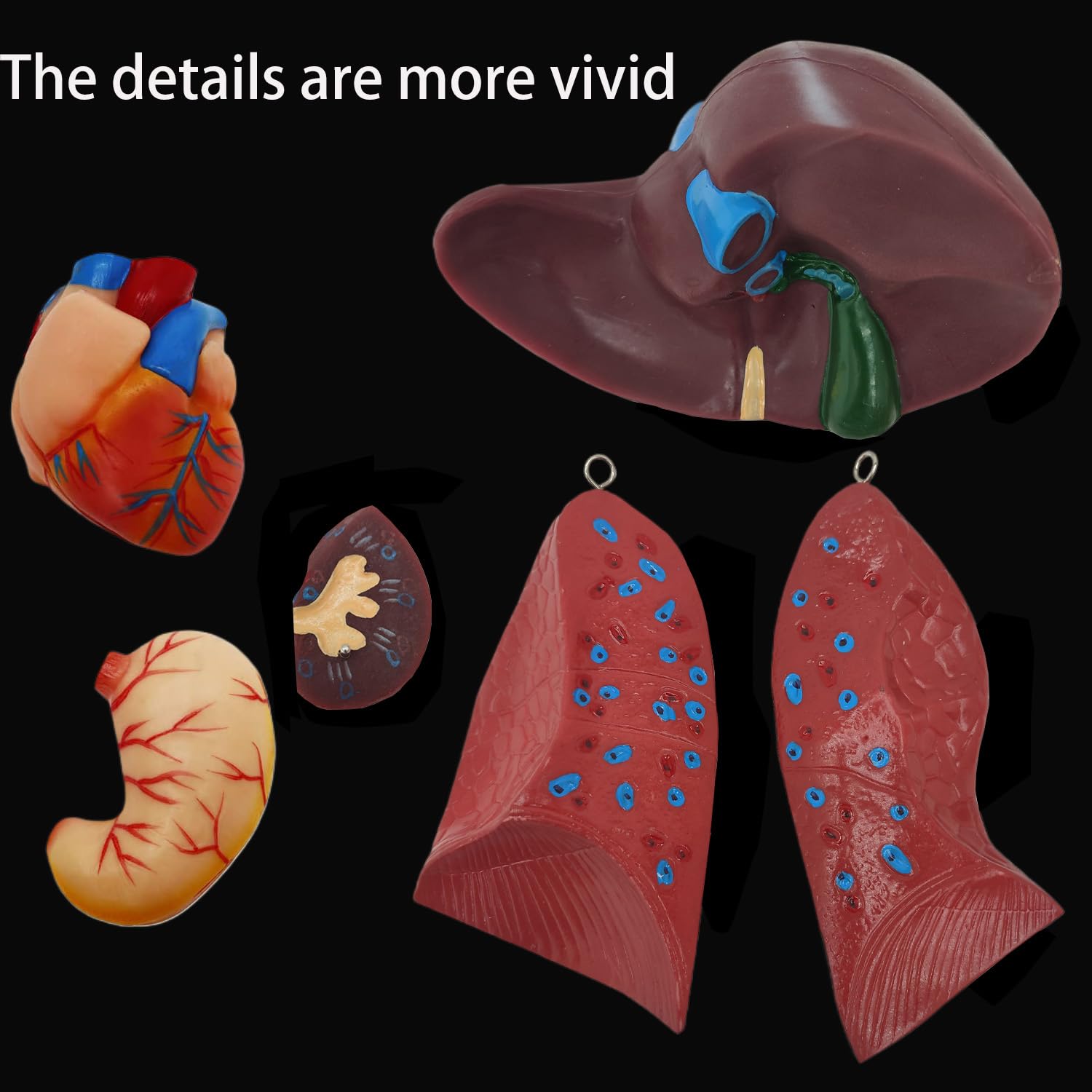 Anatomical Human Torso Body Model with 23 Removable Organs Parts 33.5in Life Size with Heart Head Skull Brain