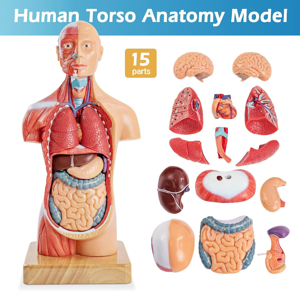 Human Body Model for Anatomy Study, 15 Part 11'' | Human Torso Model with Removable Organs Brain Lung Stomach Heart