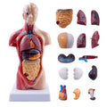 10.5inch Medical Torso Human Body Model Anatomy Doll 15 Removable Parts Education Organs Model for Teaching Study