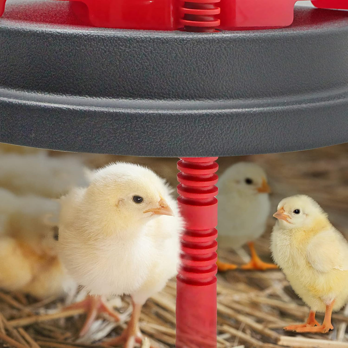 Brooder Heater for Chicks with Comfort Feathers,Chick Duckling Brooder Heating Plate Adjustable Height-Warm Up to 15