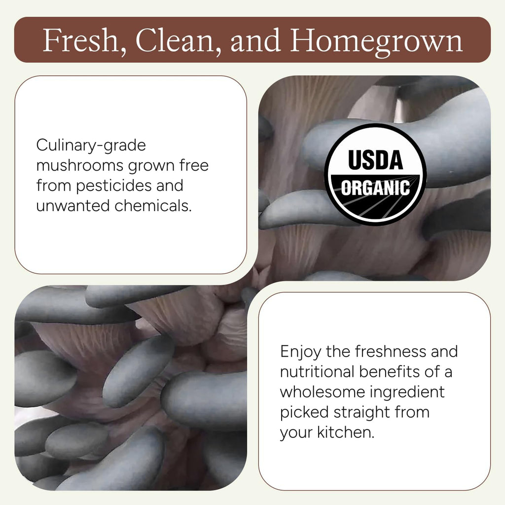 Organic Blue Oyster Mushroom Grow Kit, 4 lbs
