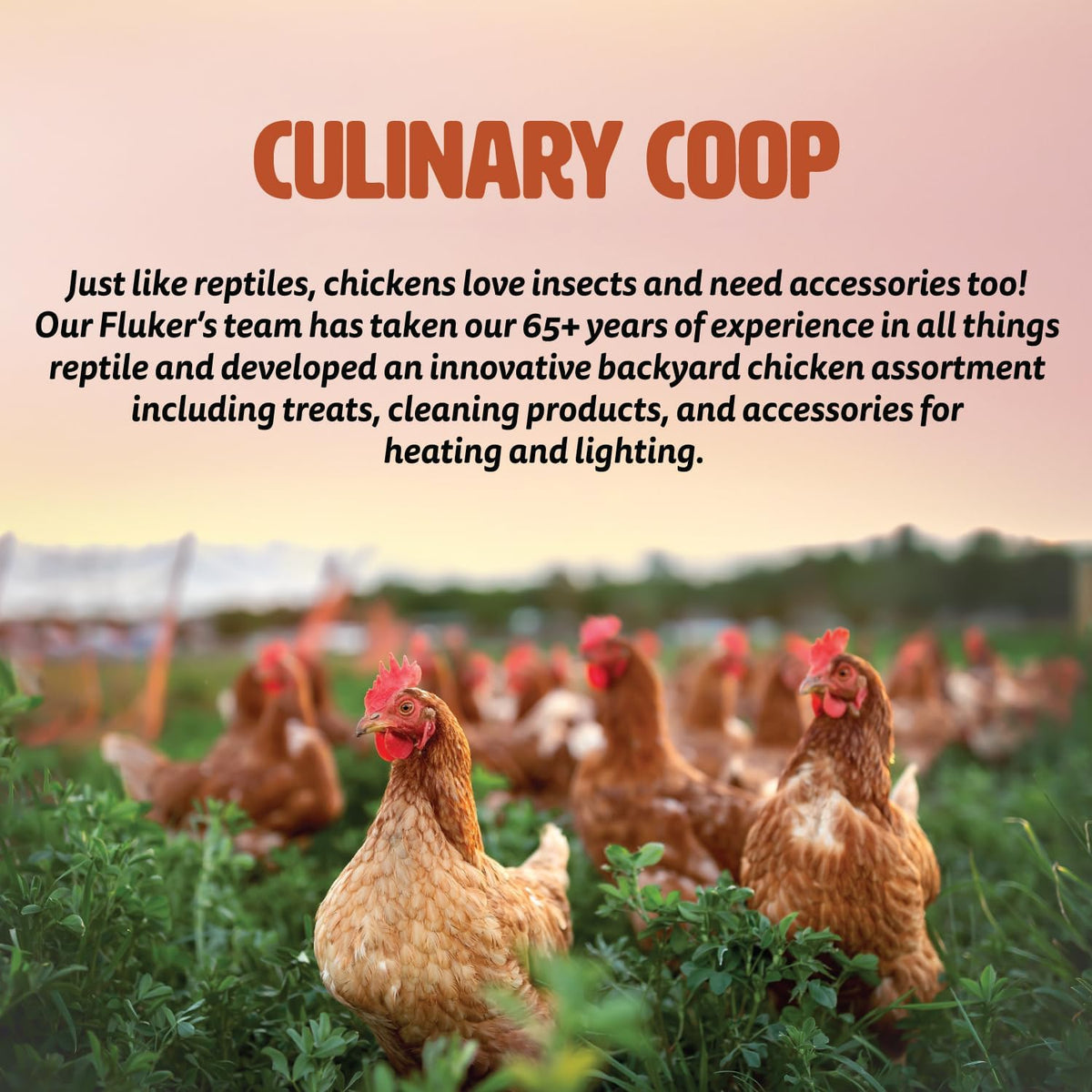 Culinary Coop Premium Chicken Treats, Dried Soldier Worms, Packed with Protein and Calcium, 100% Natural Rich Grubs