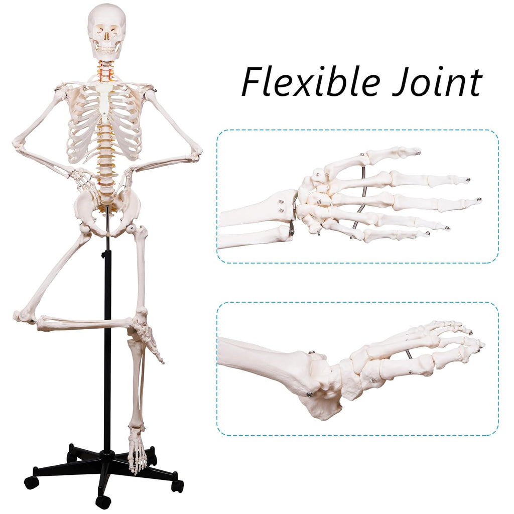 Human Skeleton Model for Anatomy -Life Size Anatomical Skeleton Medical Model with Nervous System 70.8 in with